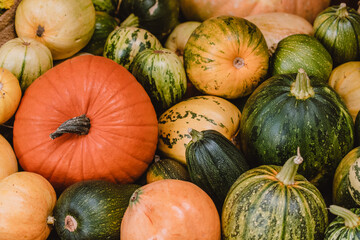 A colorful assortment of pumpkins and gourds in various shapes, sizes, and colors. The image captures the essence of autumn harvest with a rich variety of textures and natural tones