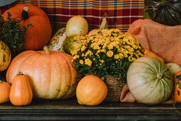 A colorful assortment of pumpkins and gourds in various shapes, sizes, and colors with yellow chrysanthemum on an old vintage furniture. The image captures the essence of autumn harvest