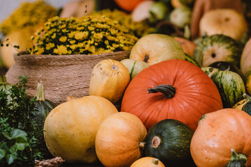 A colorful assortment of pumpkins and gourds in various shapes, sizes, and colors with yellow chrysanthemum. The image captures the essence of autumn harvest