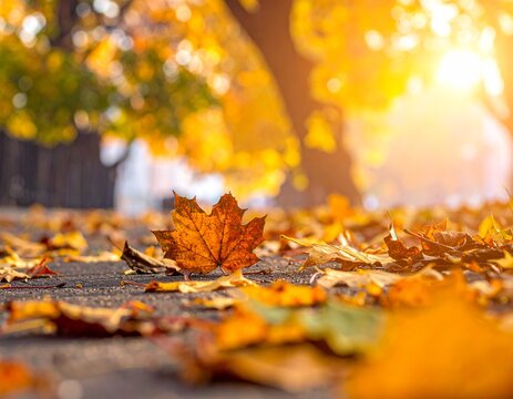 autumn leaves on the road during twilight