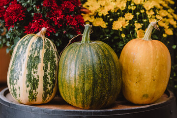 A colorful assortment of three pumpkins and gourds in various shapes, sizes, and colors with red and yellow chrysanthemum and a wooden barrel. The image captures the essence of autumn harvest