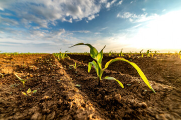 Young corn plants growing in agricultural field at sunset
