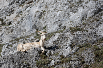 Goat Resting on Rocky Mountain Terrain