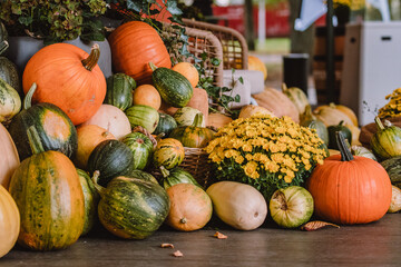 A colorful assortment of pumpkins and gourds in various shapes, sizes, and colors with yellow chrysanthemum and wicker chair. The image captures the essence of autumn harvest