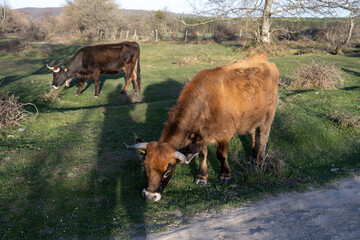 Cows Grazing in a Rural Landscape
