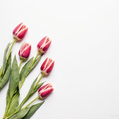 Obraz premium Five pink-and-white tulips with green stems rest on a clean white background — fresh, delicate, and perfect for spring, romance, or minimalist floral design themes.
