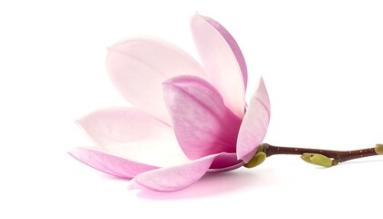 Fototapeta premium Delicate pink magnolia blossom, gracefully displayed against a pure white background.