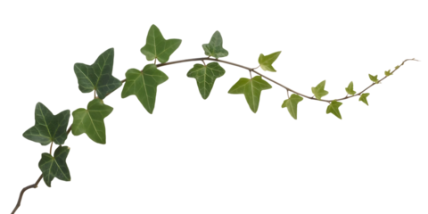 Green Ivy Vine Branch, high-resolution photograph, cutout, PNG isolated on white or transparent background