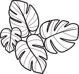 Monstera leaves outline botanical illustration tropical plant foliage vector
