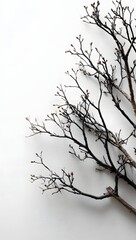 Striking Minimalist Composition featuring Dark Tree Branches with Tiny Leaves or Flowers against a Vast Bright Sky Background