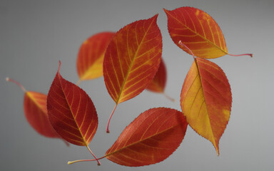 Vibrant autumn leaves displayed in a circular pattern