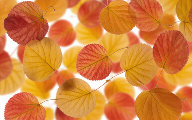 Close up of vibrant orange and yellow paper lantern flowers against a white background
