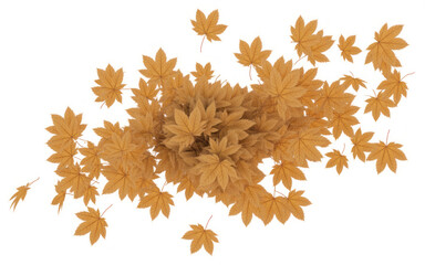 Autumn leaves scattered from above on a white background