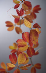 Autumn leaves in warm colors on a branch against a soft background