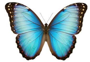 Obraz premium Blue morpho butterfly isolated on transparent background isolated on transparent background