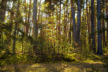 Autumn forest landscape