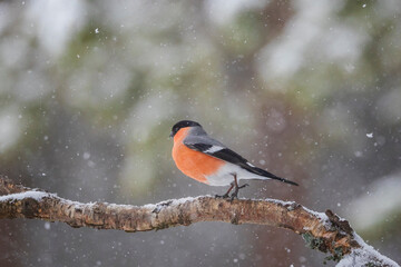 bullfinch