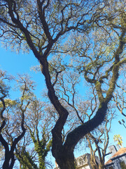 trees covered with ivy against a blue sky