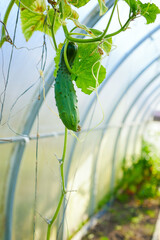 Young green cucumbers vegetables hanging on cucumber plant vines in greenhouse, agriculture. Industrial production of cucumbers in greenhouse. Cucumber plants supported by wire on greenhouse ceiling