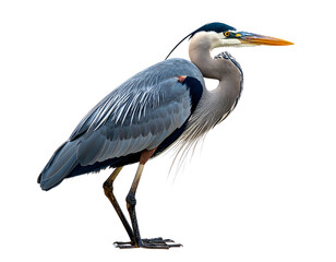 heron with transparent background PNG and JPEG image