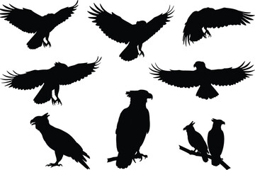 Eagle silhouette set, raptor bird vector, perched and flying poses, wildlife illustration, predator clipart nature design