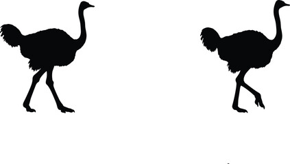 Ostrich silhouette set, flightless bird vector, African wildlife illustration, tall bird poses, unique nature clipart design