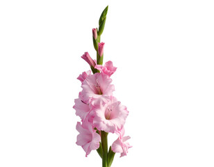 Single Pink Matthiola Bloom Cluster, Upright Stem, Isolated on Transparent Background
