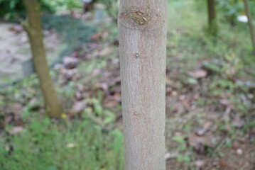 Cinnamomum cassia, Gyepinamu, an evergreen tree native to South China, used in Korea for promoting circulation, controlling blood sugar, aiding digestion, and antimicrobial benefits. 