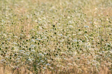dzika łąka z suchymi kwiatami i wyschnięte trawy © Henryk Niestrój