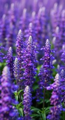 Fototapeta premium A closeup vertical shot of a field of vibrant purple salvia flowers in full bloom, showcasing their delicate petals and green stems with a soft bokeh background