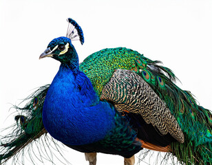 Obraz premium peacock with feathers with transparent background PNG and JPEG image 