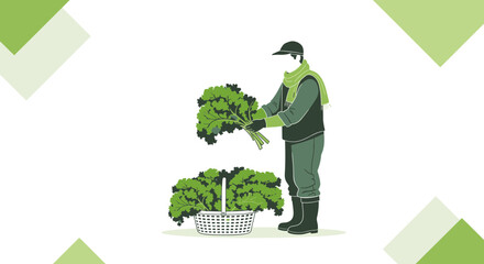 Gardener Harvesting Fresh Kale From The Garden And Placing It In A Basket For Sale