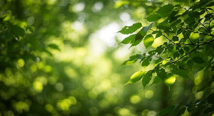 Obraz premium Capturing the essence of nature's beauty through vibrant green leaves bathed in soft, ethereal sunlight filtering through a serene forest canopy