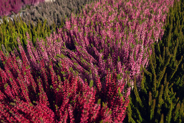 Heather red sprigs, pink blossoms, purple blooms and green bush make a vibrant carpet of heather plants with rich autumn colors in a garden landscape overhead