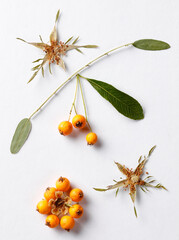 Abstract arrangement with autumn crops and leaves