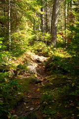 Obraz premium Dirt Gravel Path through Fall Foliage