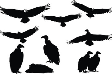 Vulture silhouette set, scavenger bird vector, perched and flying raptor poses,