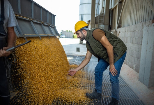 Truck unloading corn at collection point with worker