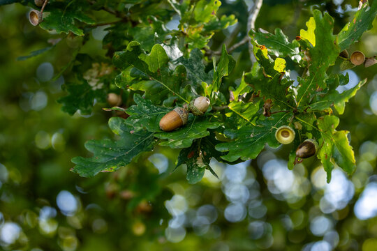 Acorns ripening on an oak tree in autumn, with a shallow depth of field