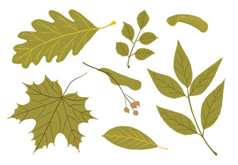 Autumn green leaves. Set different leaves of maple, oak and other trees. Autumn decoration in flat style.