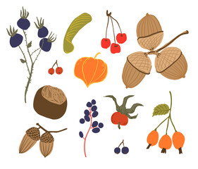 Set of hand drawn autumn treasures. Collection of autumn forest branches, acorns, berries, acer and chestnut isolated on white background. Set of fall botanical elements. Vector clipart.