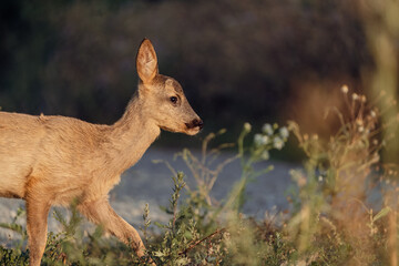 Wandering by the sea in Italy and in the streets