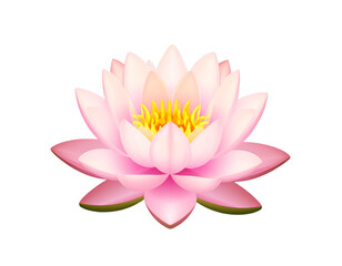 vector illustration of lotus flower with transparent background PNG and JPEG image