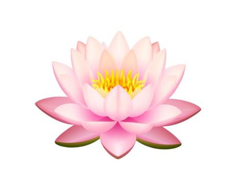 vector illustration of lotus flower with transparent background PNG and JPEG image