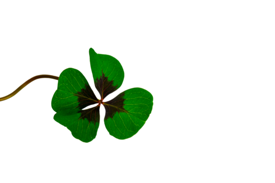 Vierblättriges Kleeblatt Freisteller Hintergrund transparent - Powered by Adobe