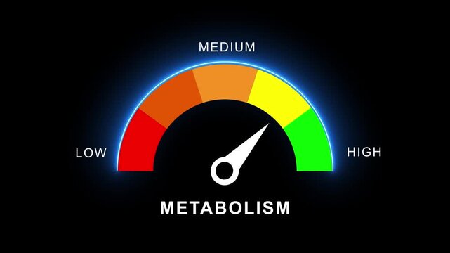 metabolism Level Measuring animation.4K motion animation on a transparent background alpha channel. Motion graphics of level miter concept.