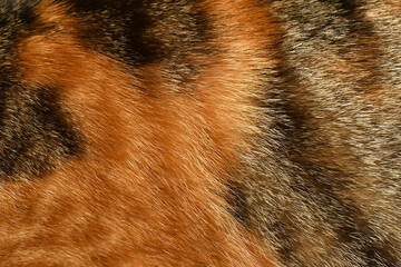 Cat fur texture background. Calico cat fur background. Pet hair or coat texture.