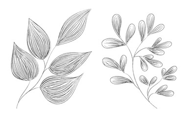 Delicate botanical line art with leaves and branches