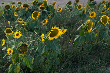 Sunflower Field with Blooming and Wilting Flowers at Sunset