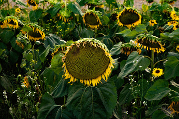 Mature Sunflower Plants with Seed Heads Ready for Harvest